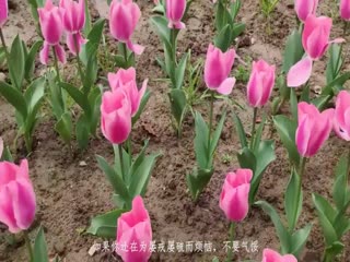 越南網紅EricaHand(E妹)tiao蛋閱讀黑絲